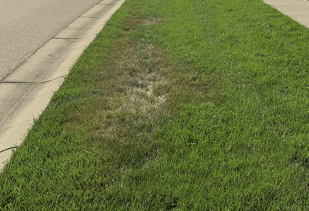 brown patch on lawn