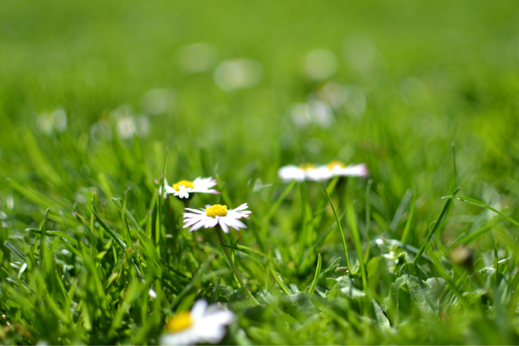 spring lawn care, lawn care indianapolis