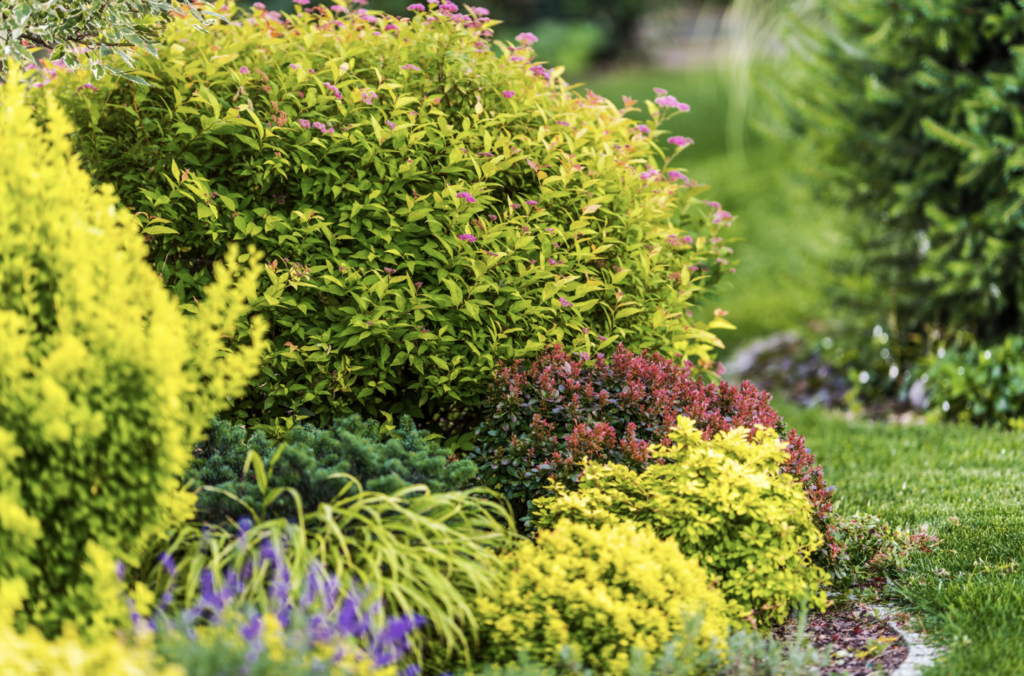 Tree&ShrubCare_2_MGB